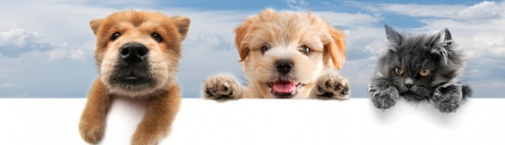 Goldendoodle Puppies for Sale Near Gurugram | Tegha Kennel India