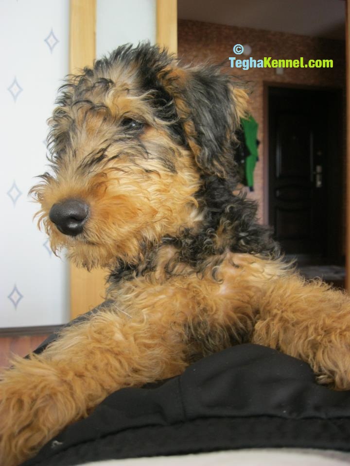 airedale puppies for sale ohio airedale terrier and healer mix breeds picture airedale puppies for sale ohio airedale terrier and healer mix breeds picture