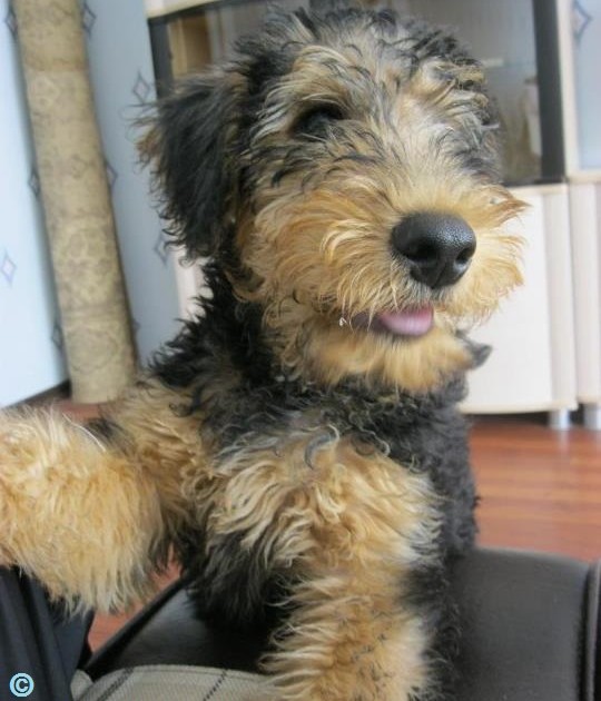 airedale puppies for sale ohio airedale terrier breeders in ohio airedale terrier puppies for sale in breeds airedale puppies for sale ohio airedale terrier breeders in ohio airedale terrier puppies for sale in breeds