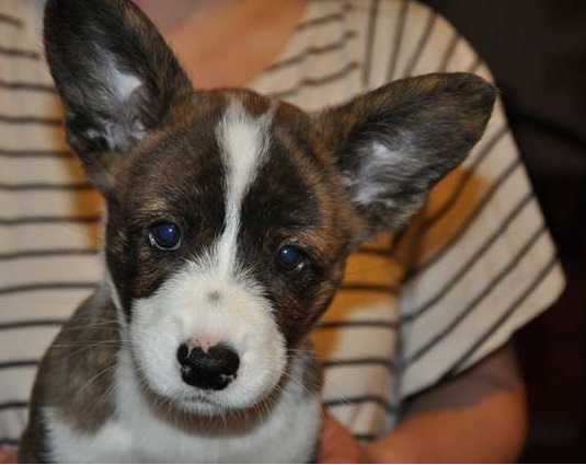 corgi puppies for sale in alabama cardigan corgi puppies for sale in alabama sweater and boots corgi puppies for sale in alabama cardigan corgi puppies for sale in alabama sweater and boots