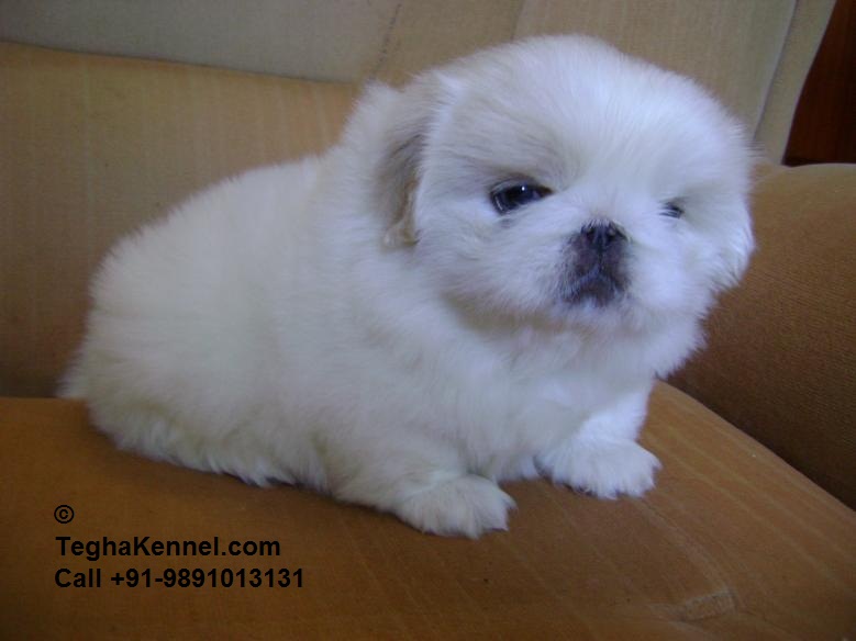 white pekingese puppies pin white pekingese puppies on white pekingese puppies pin white pekingese puppies on