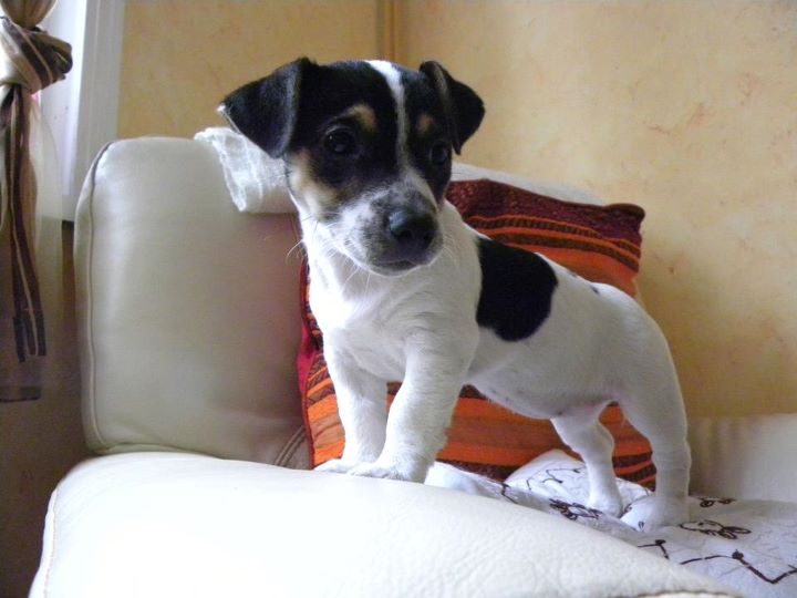 groomer salary grooming requirements for the designer dogs breeds picture groomer salary grooming requirements for the designer dogs breeds picture