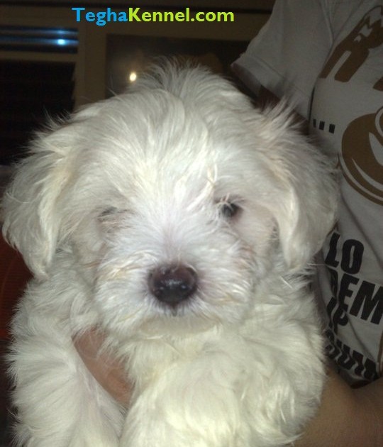 maltese puppy price maltese price images maltese puppy price maltese price images