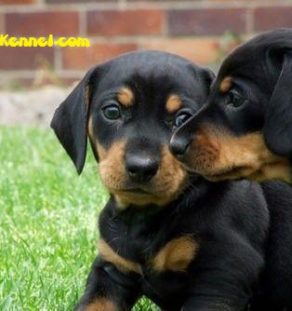 dachshund puppies for sale in indiana mini dachshund for sale indiana breeds picture dachshund puppies for sale in indiana mini dachshund for sale indiana breeds picture