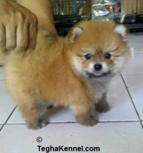 pomeranian price in india pomeranian dogs price list in india pomeranian price in india pomeranian dogs price list in india