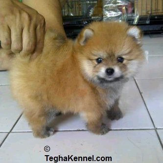 reputable pomeranian breeders pin pomeranian puppies jan estimated from teacup be on reputable pomeranian breeders pin pomeranian puppies jan estimated from teacup be on