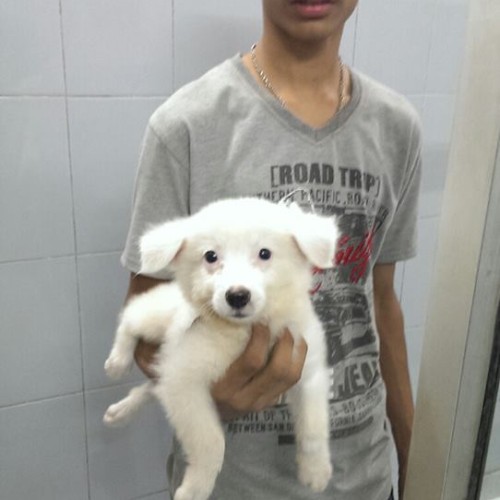 german spitz puppies for sale in ncr