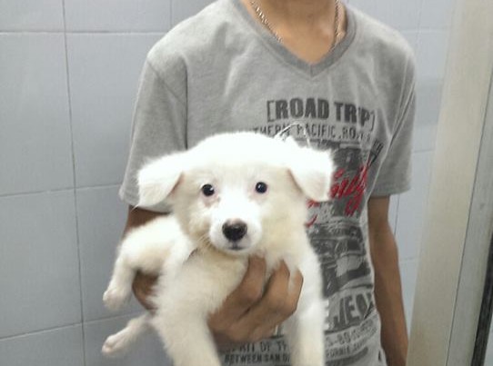 german spitz puppies for sale in ncr