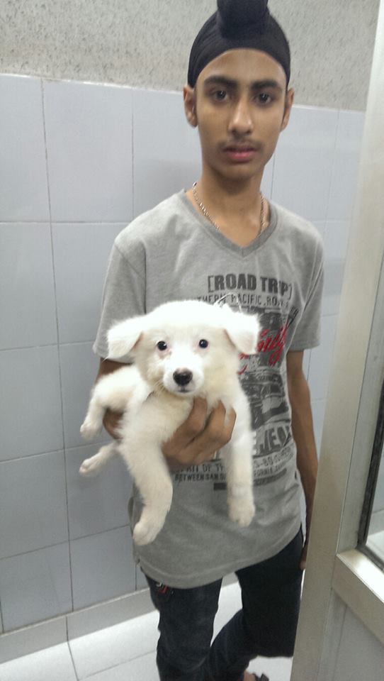 german spitz puppies for sale in ncr