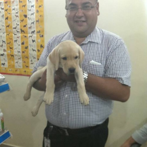 cute lab puppies for sale in delhi ncr