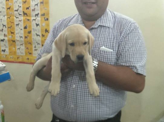 cute lab puppies for sale in delhi ncr