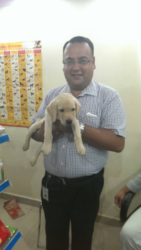 cute lab puppies for sale in delhi ncr