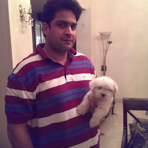 ivory coton de tulear puppies for sale in delhi ncr