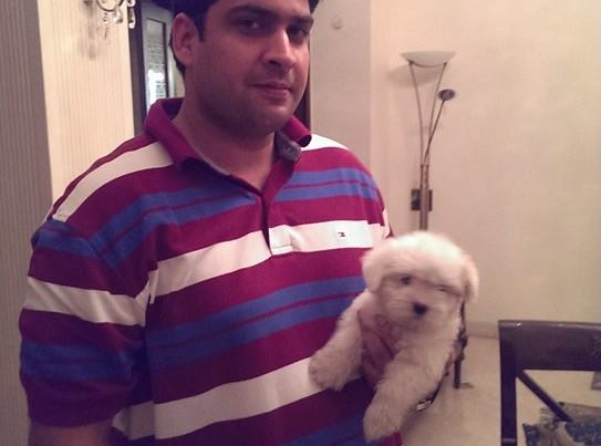 ivory coton de tulear puppies for sale in delhi ncr