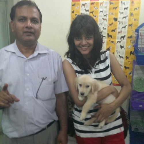 Cute golden retriever puppies for sale in delhi ncr