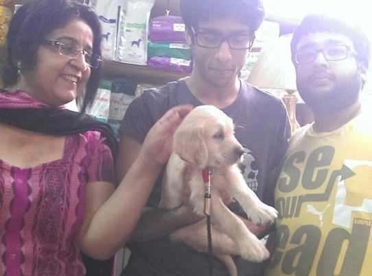 Cute golden retriever puppies for sale in mumbai