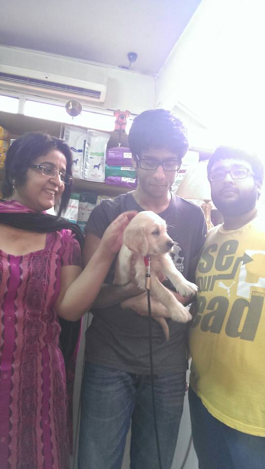 Cute golden retriever puppies for sale in mumbai