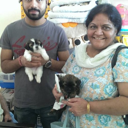 maltipoo for sale in mumbai