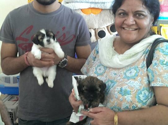 maltipoo for sale in mumbai