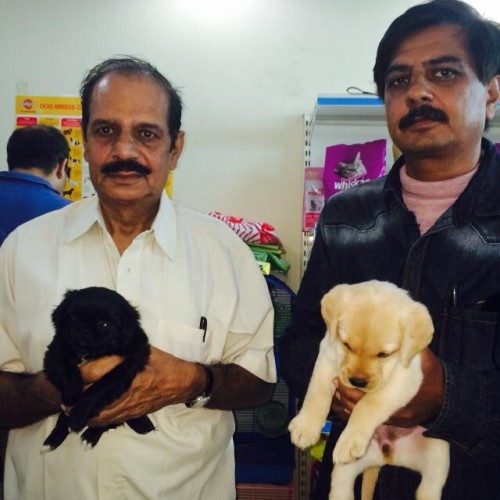 Black pekingese puppies for sale in delhi