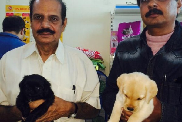 Black pekingese puppies for sale in delhi