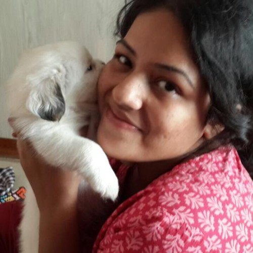 Havanese for sale in bangalore