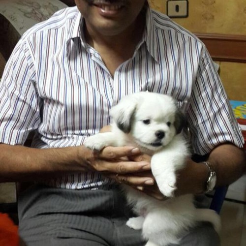 Havanese for sale in chennai