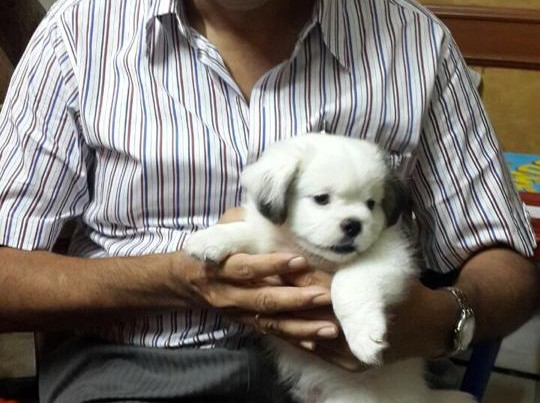 Havanese for sale in chennai