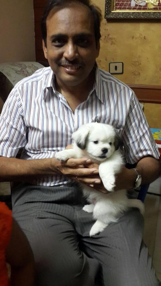 Havanese for sale in chennai