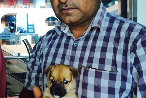 cairn terrier for sale in delhi