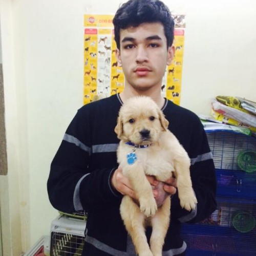 Golden Retriever for sale in delhi