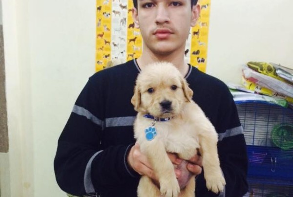 Golden Retriever for sale in delhi