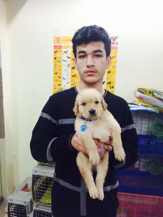 Golden Retriever for sale in delhi