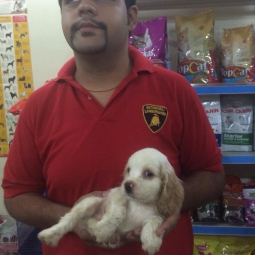 english cocker spaniel for sale in delhi