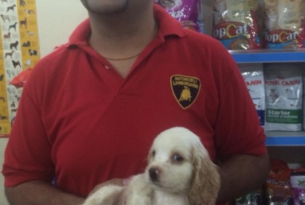 english cocker spaniel for sale in delhi