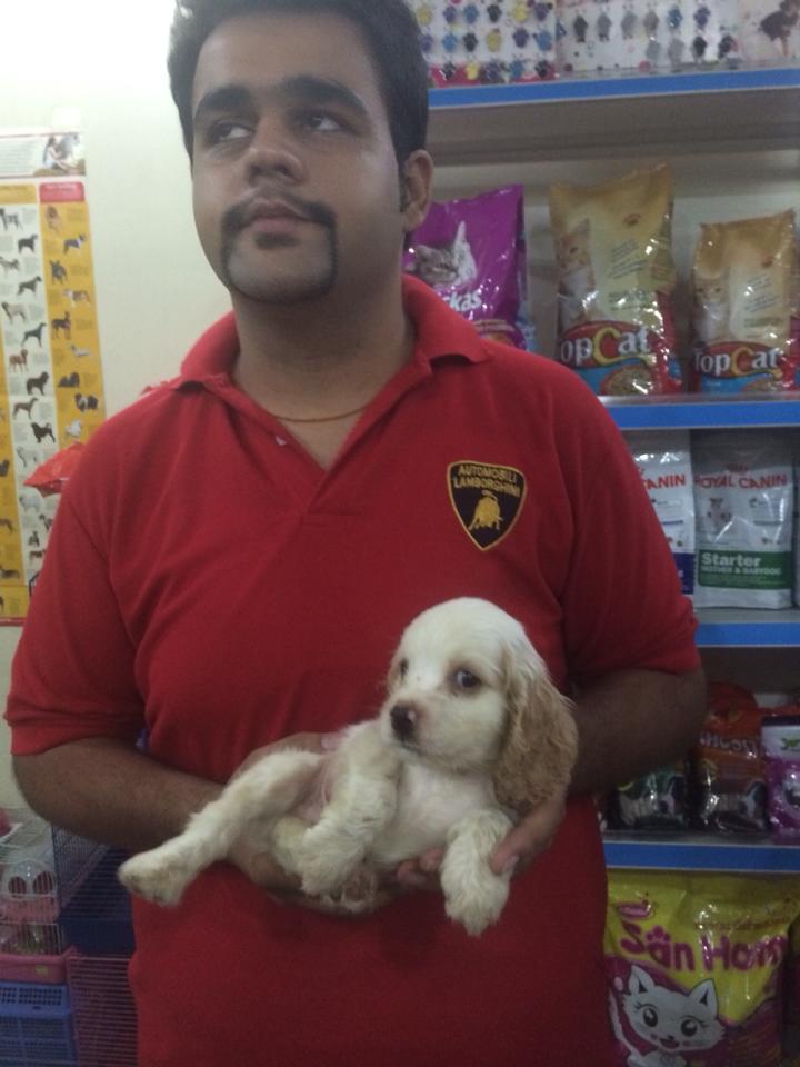 english cocker spaniel for sale in delhi