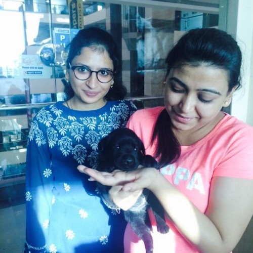 Black Larador retriever for sale in Pune