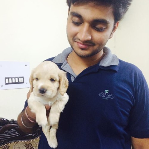 Cavapoo for sale in Pune