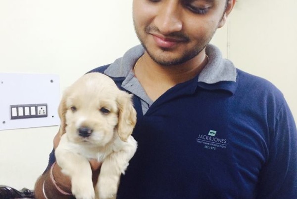 Cavapoo for sale in Pune