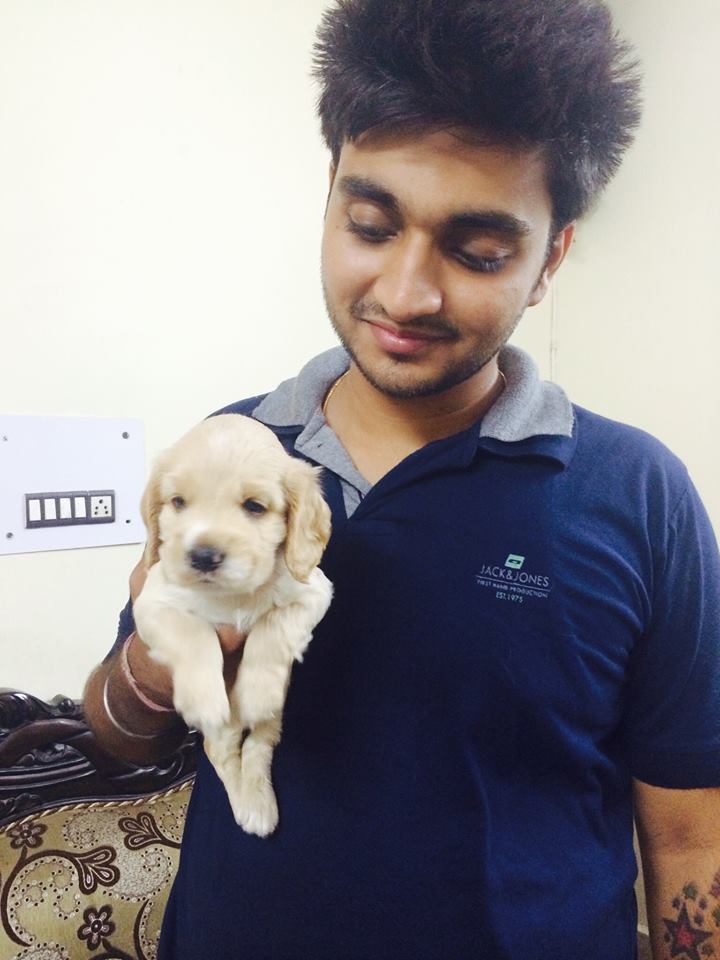 Cavapoo for sale in Pune