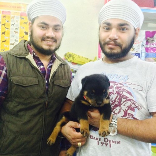 Rottweiler puppies for sale in delhi