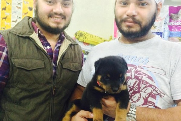 Rottweiler puppies for sale in delhi