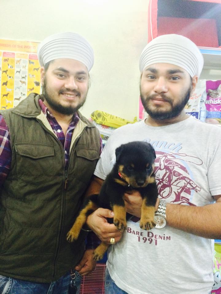 Rottweiler puppies for sale in delhi
