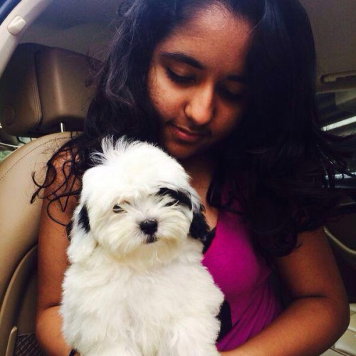 Maltipoo dog puppies for sale in gurgaon