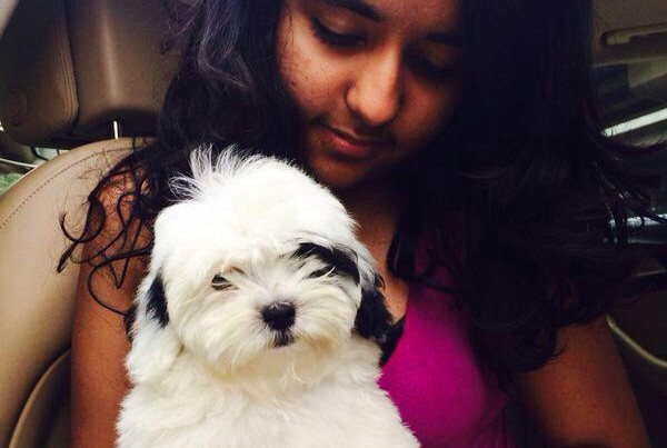 Maltipoo dog puppies for sale in gurgaon
