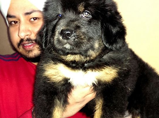 giant tibetan mastiff dogs puppies india