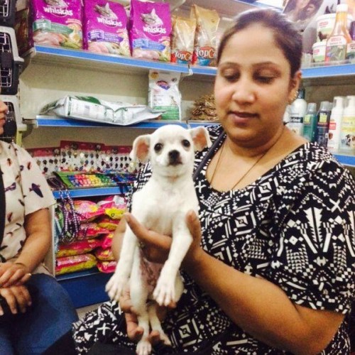 pure white chihuahua puppies for sale