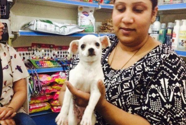 pure white chihuahua puppies for sale