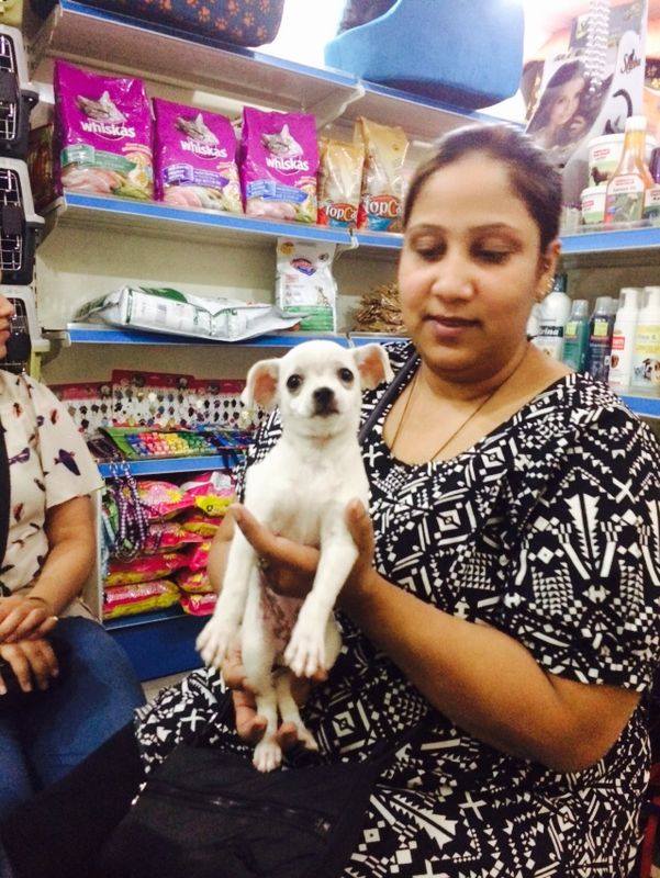 pure white chihuahua puppies for sale