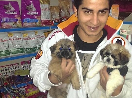 shih tzu dogs puppies for sale india